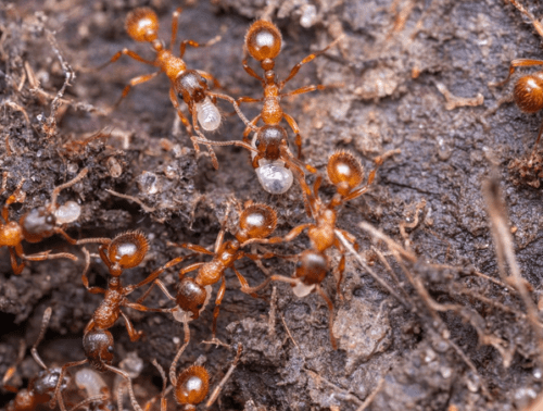 red ants