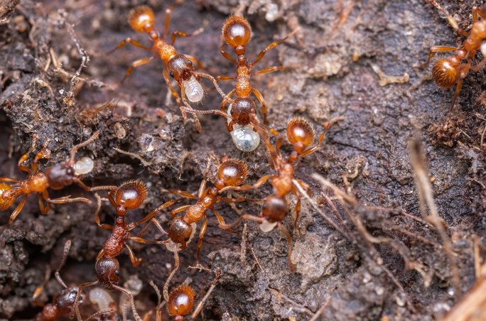 red ants