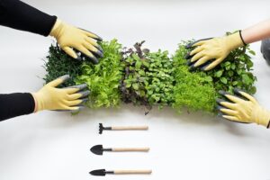 herbs